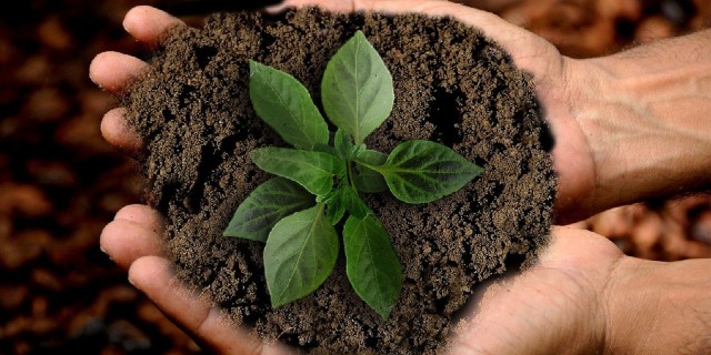 A pair of cupped hands nurturing a small green plant. A pair of cupped hands nurturing a small green plant.
