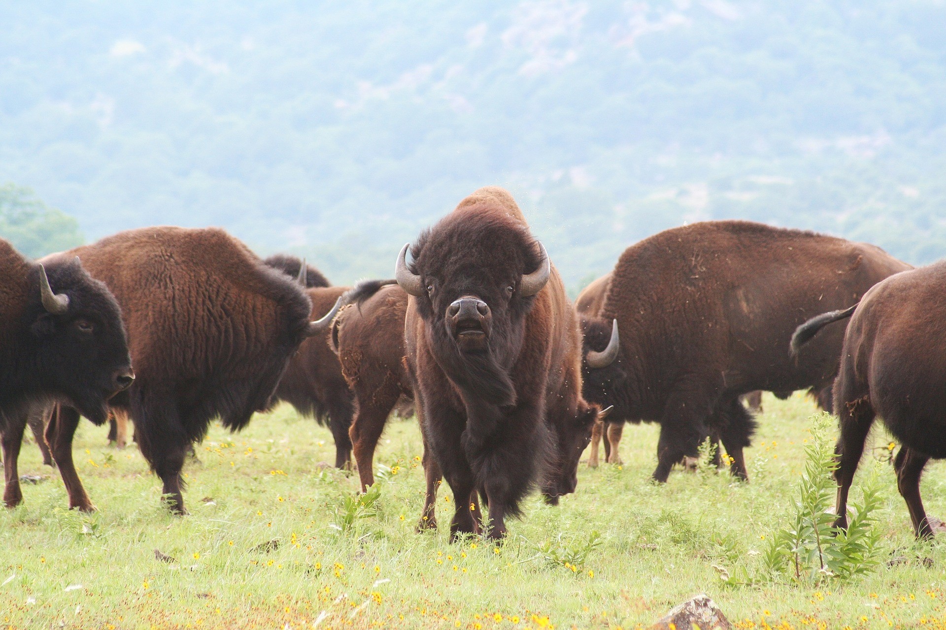 The return of the buffalo