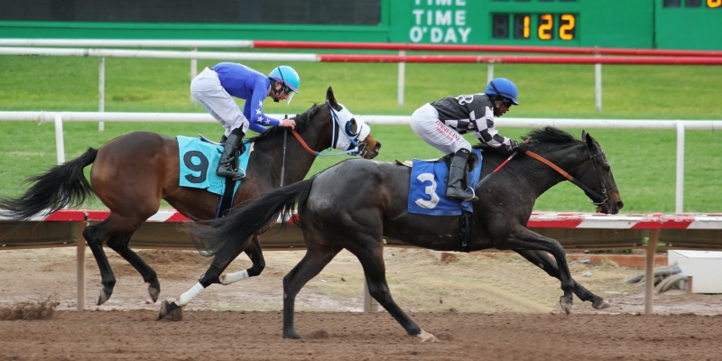 FAQ: Courses De Chevaux