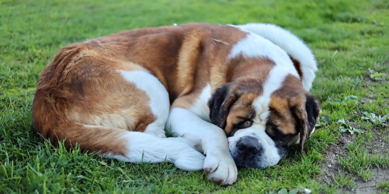 Sleeping dog