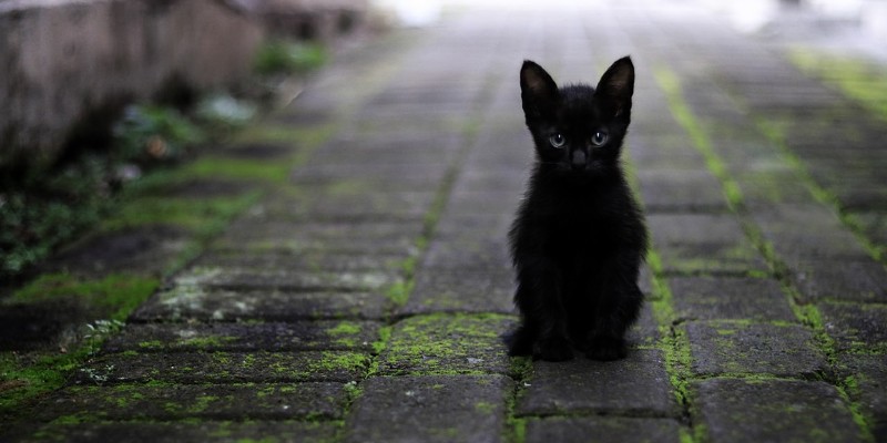Svart katt