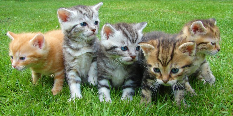 five kittens in grass five kittens in grass