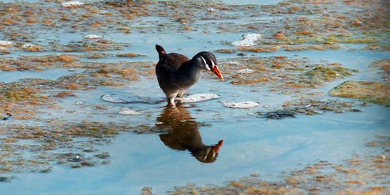 Marsh crake in water with reflection Marsh crake in water with reflection