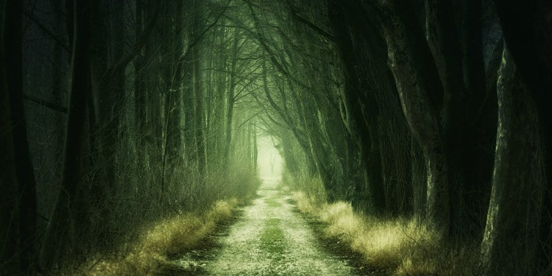 road through a forest road through a forest