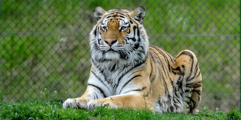 tiger tiger
